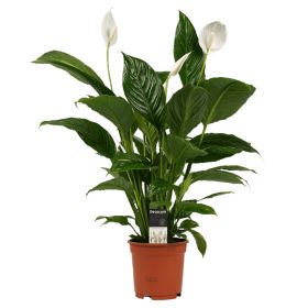 Peace Lily 3